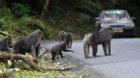 Sejumlah monyet tanpa ekor jenis (Macaca maura) khas Sulawesi berada di pinggir jalan poros Camba, Kabupaten Maros, Sulawesi Selatan, Jumat (6/5)